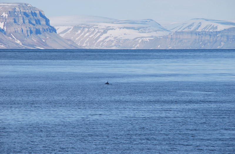 A mink whale (picture by Gunther Herrmann)